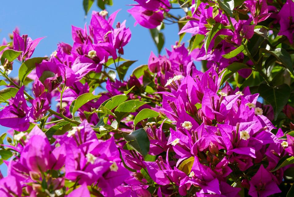 Nature Plant Bougainvillea