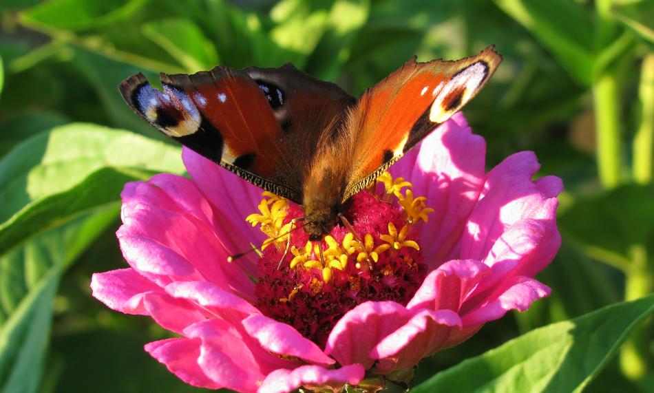 Nature Garden Zinnia