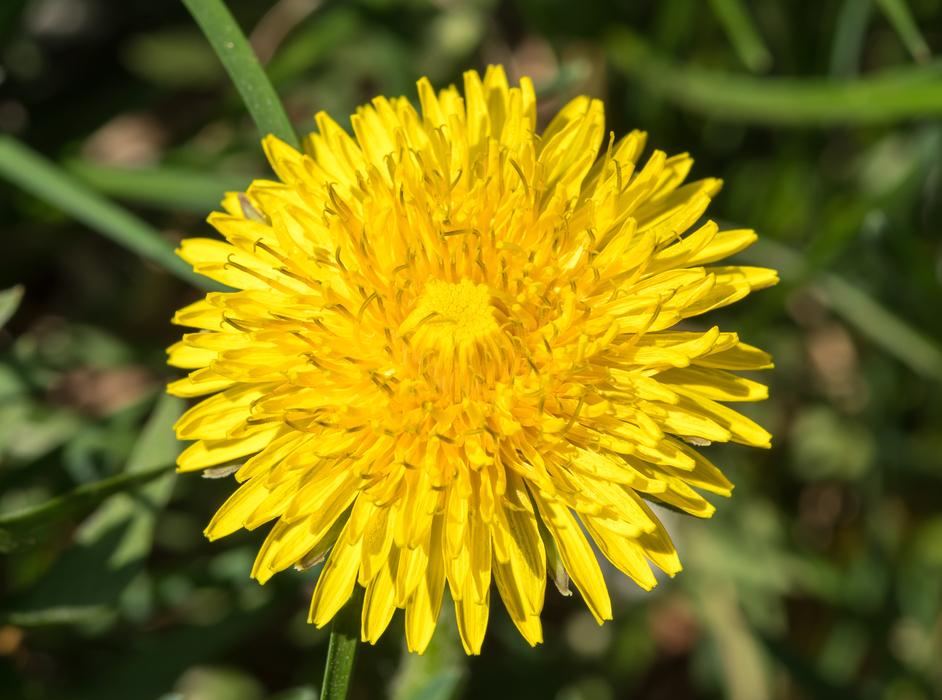 Dandelion Yellow Flower Sonchus