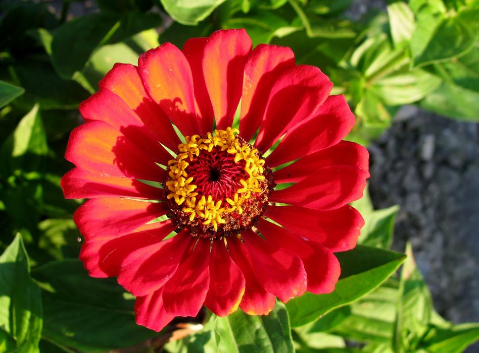 Garden Nature Zinnia Close