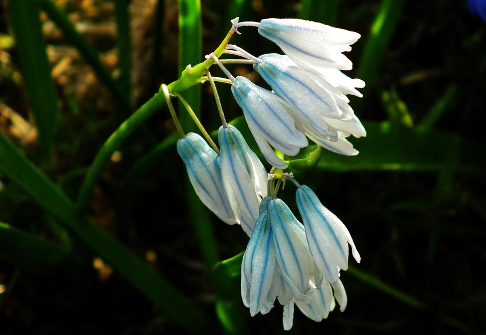 Nature Flower Plant