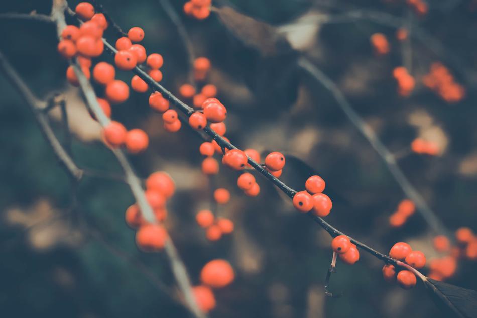 Tree Branch Nature