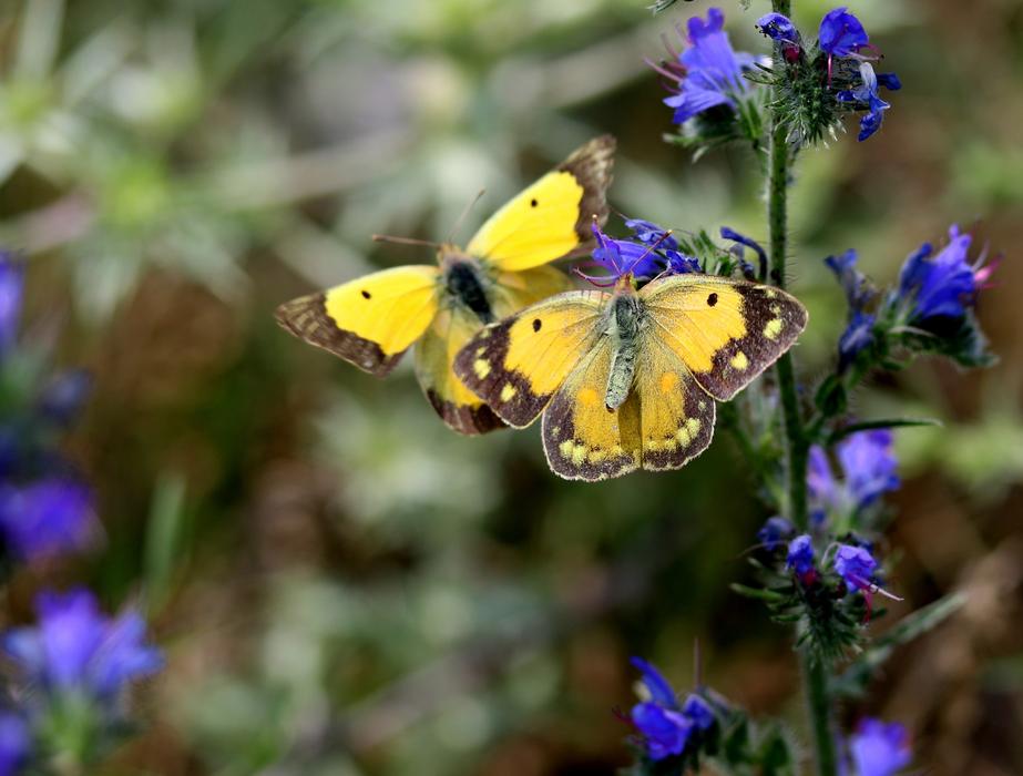 Butterfly Yellow Pair