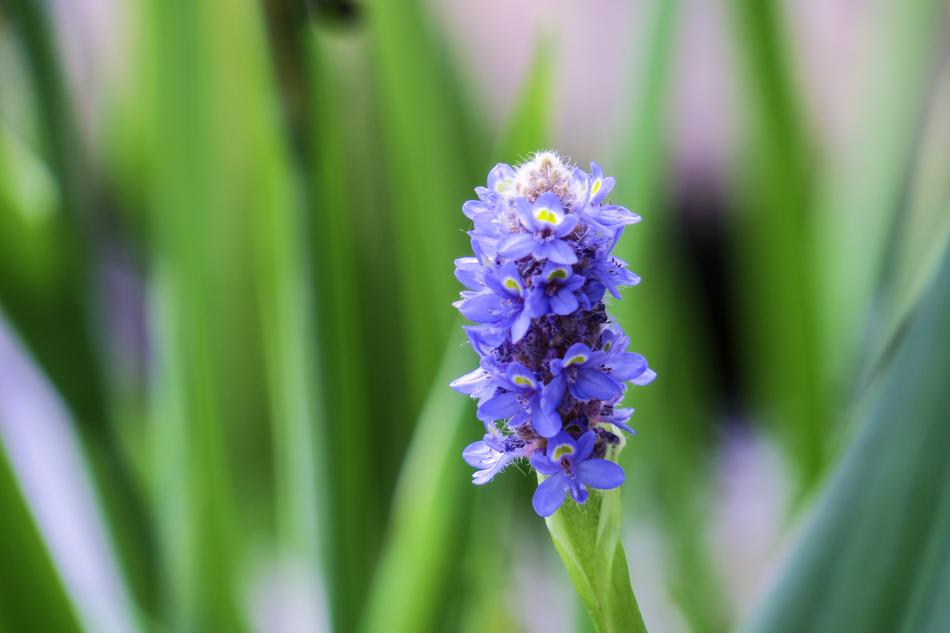 Barracuda Grass Flower Plant Wild