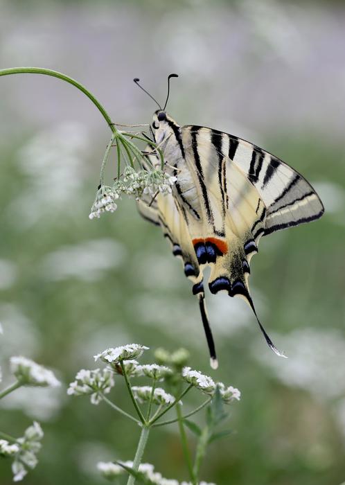 Butterfly Dovetail White