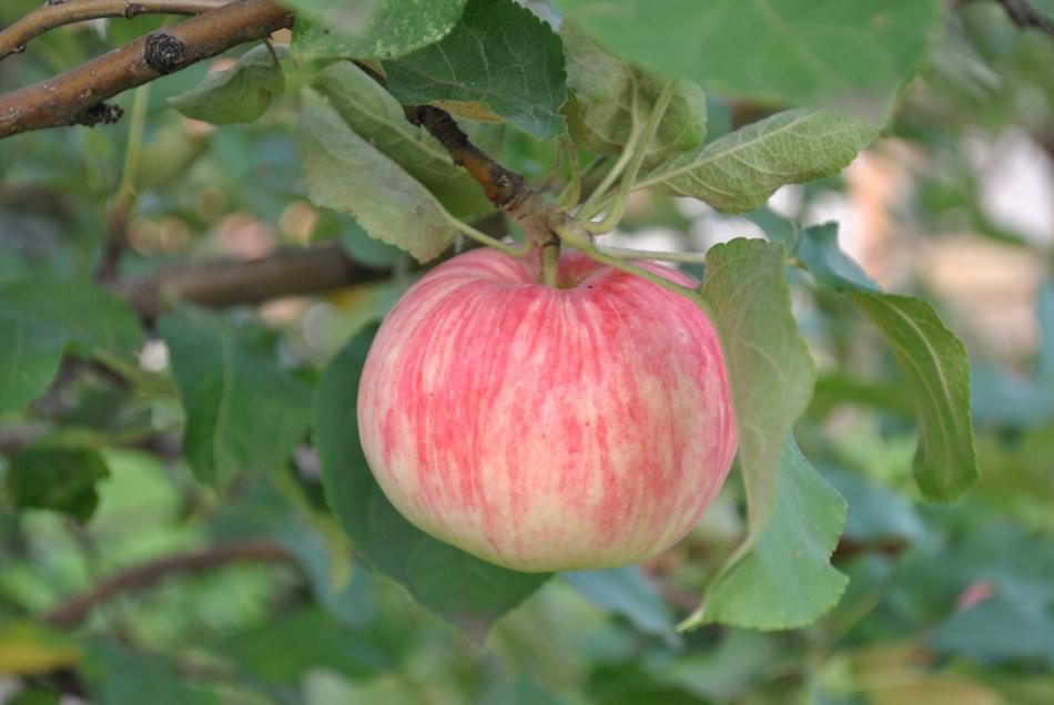 Fruit Nature Food