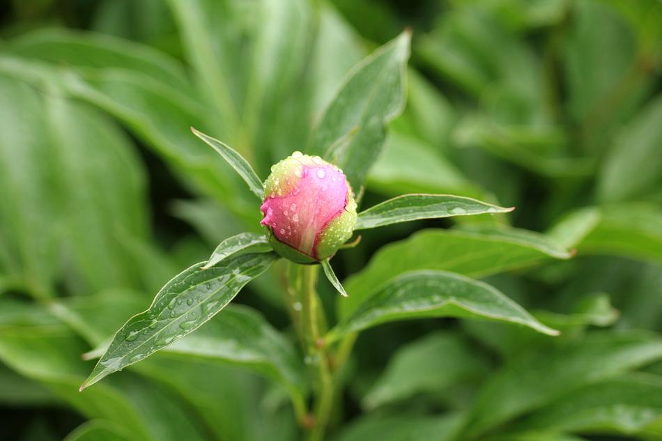 Peony Bud Boost Flower