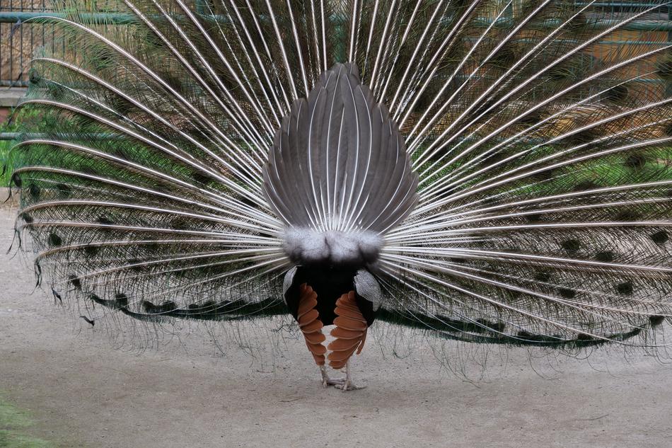 unusual peacock tail is beautiful