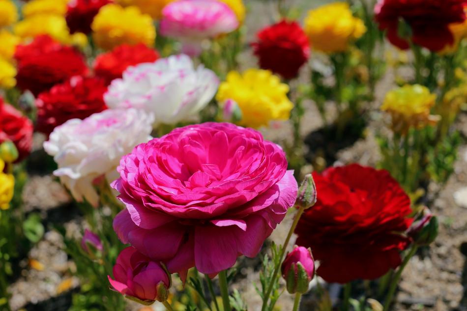 Flower Flora Nature