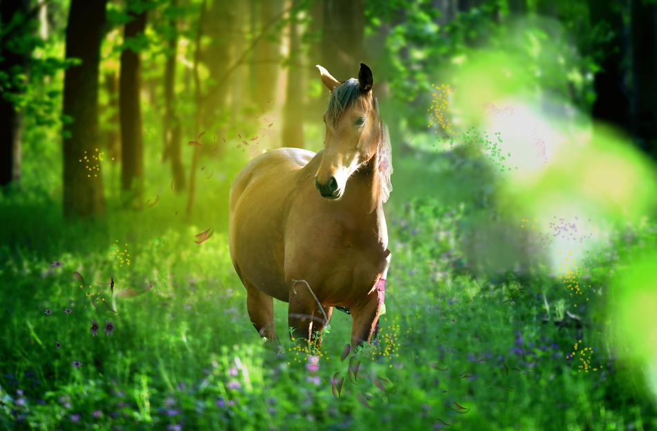 Grass Nature Animal