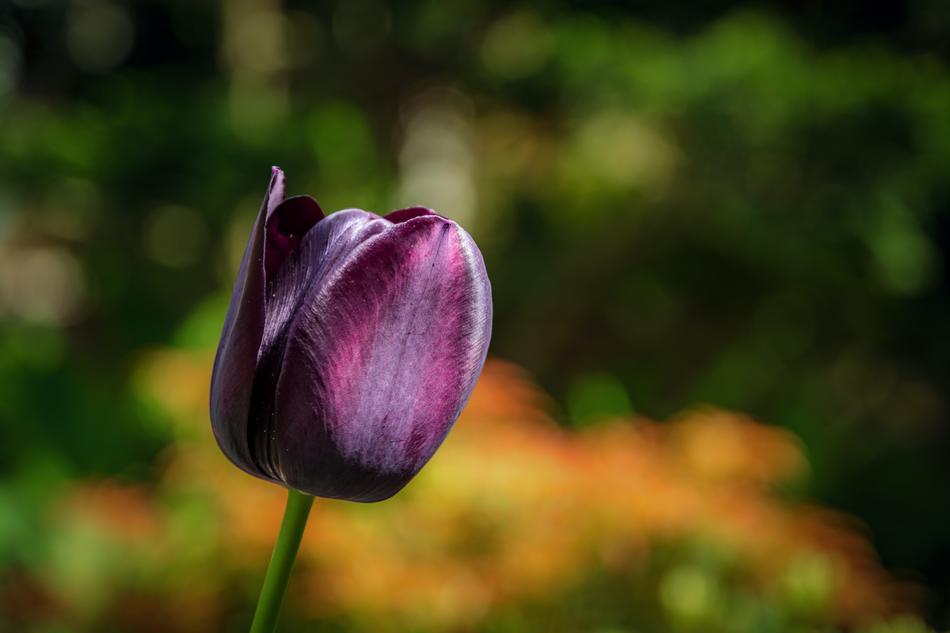 Tulip Violet Nature