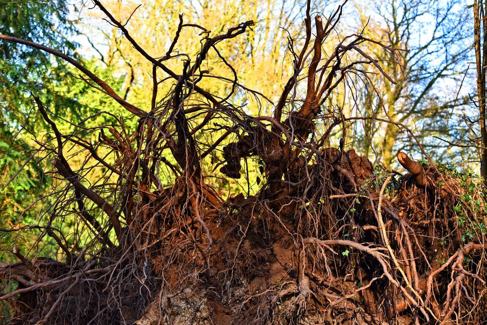 Root Tree Roots