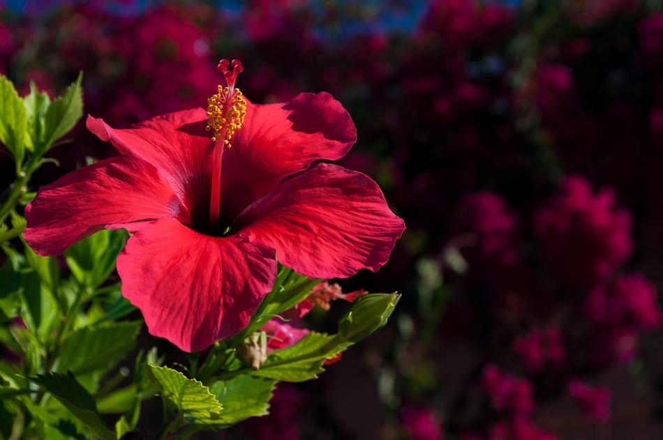 Hibiscus Flower Nature