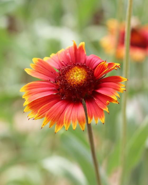 Blanket Flower Garden Nature