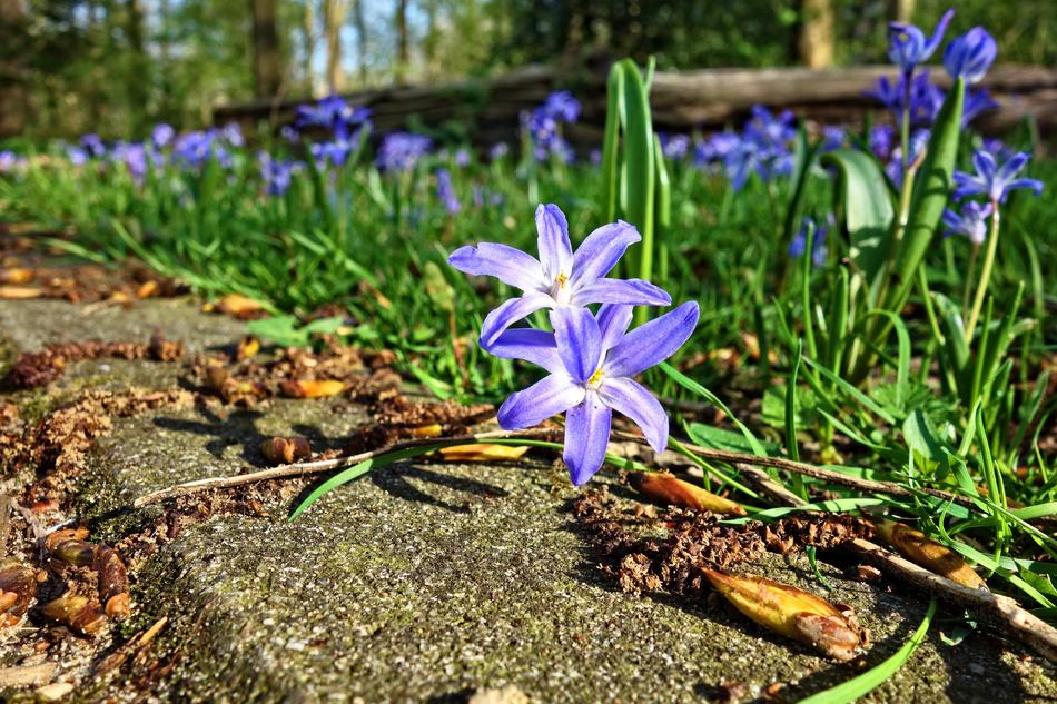 Glory-Of-The-Snow Flower Plant
