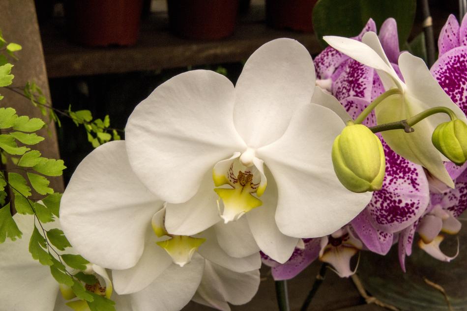 Orchid White Flower