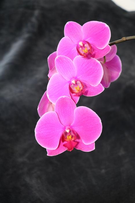 Orchid Flower