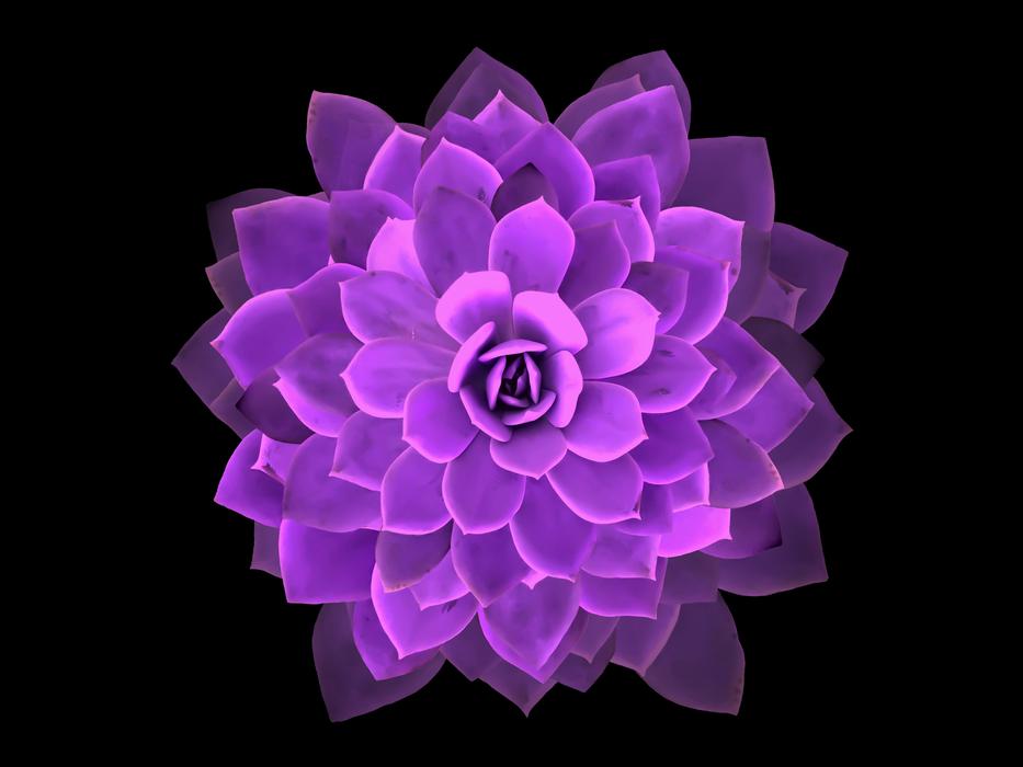 mandala cactus flower nature rosa