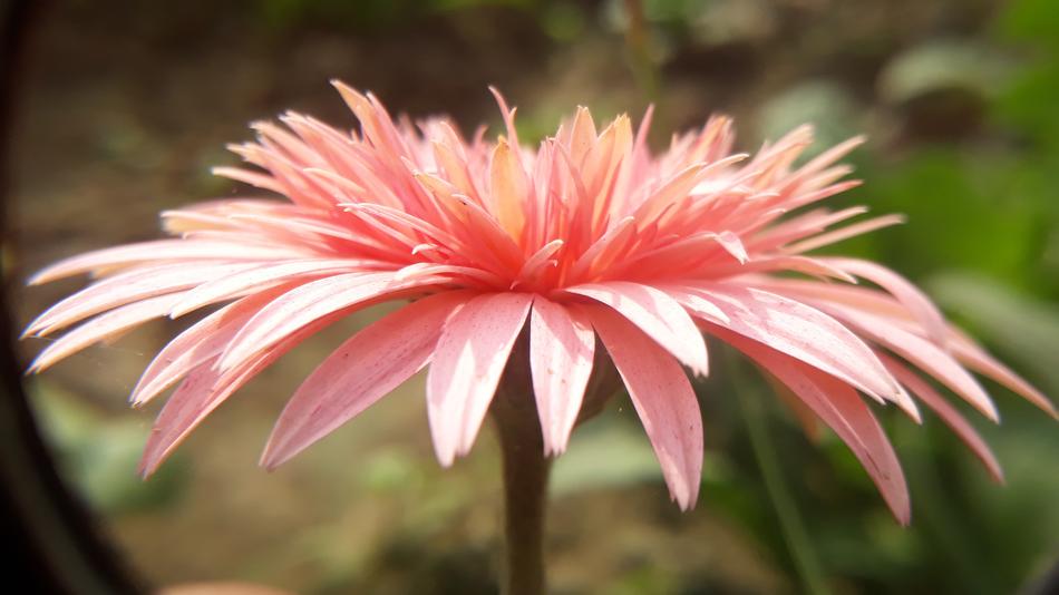 Nature Flora Flower