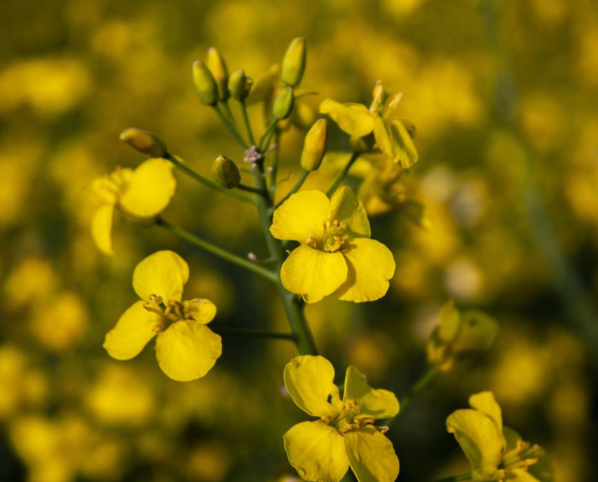 Oilseed Rape Field Nature