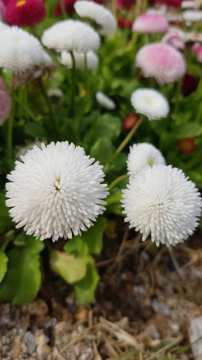 Nature Plants Flowers