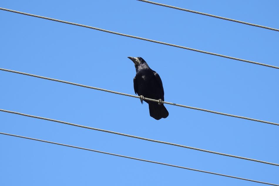 Raven Crow High Voltage Wires