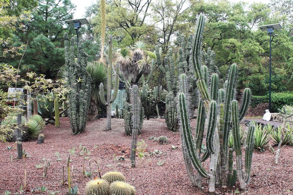 Cactaceae Plant Nature