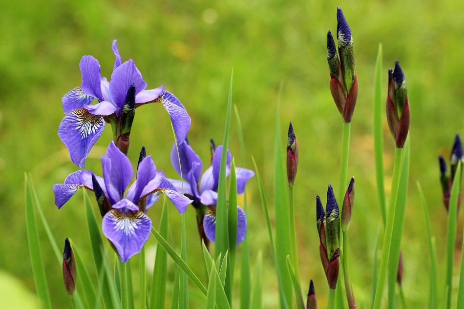 Irises Kosaćce Violet Spring