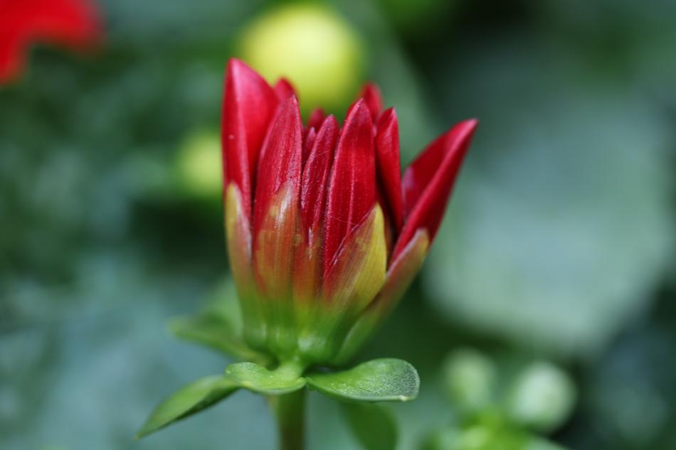 Flower Bud Macro