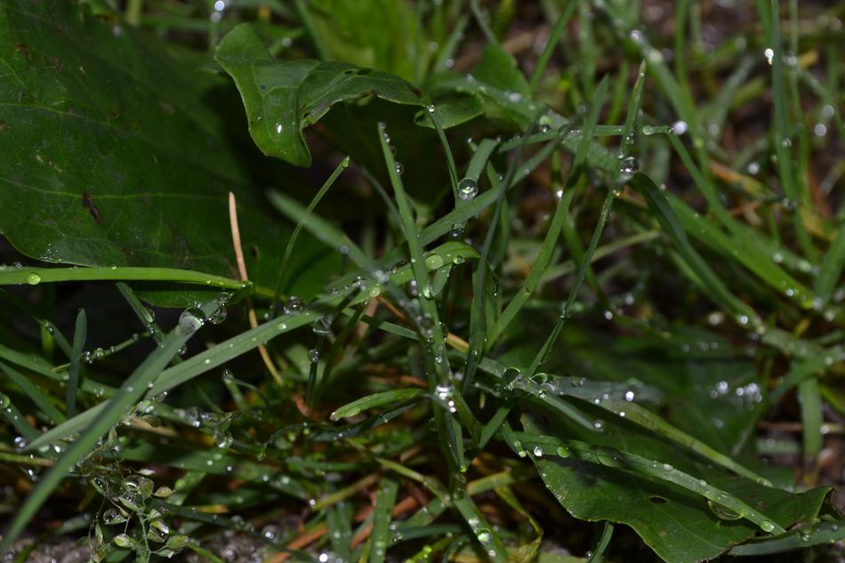 Green Grass Nature
