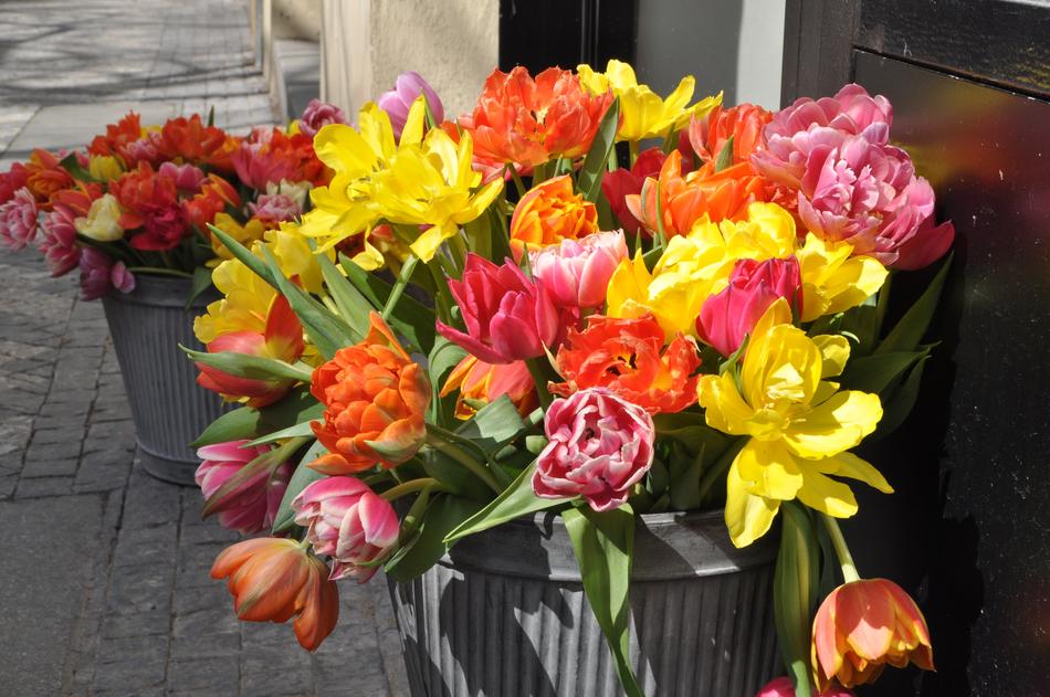 Flower Tulip Bouquet
