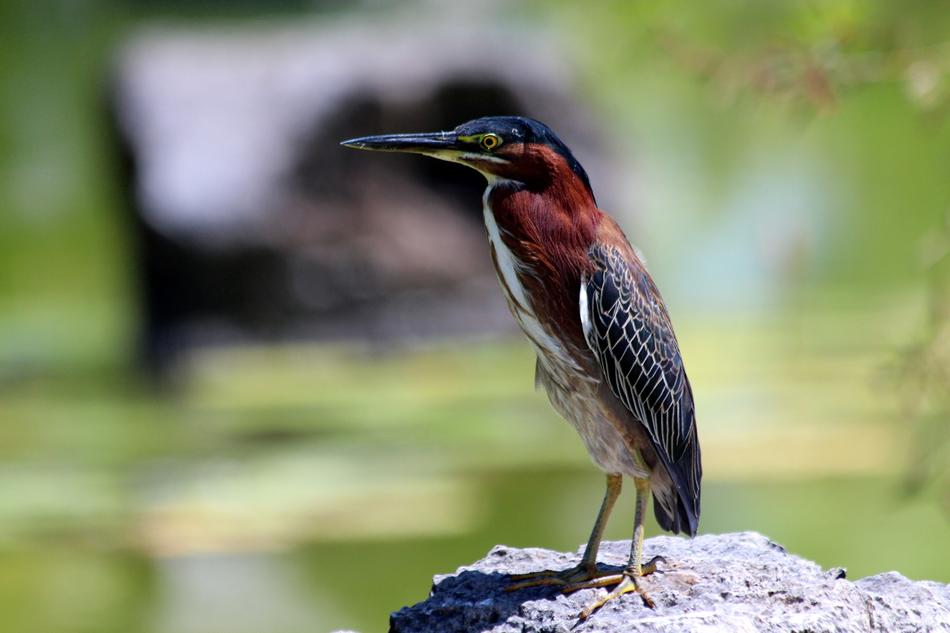 The Heron Butorides Virescens