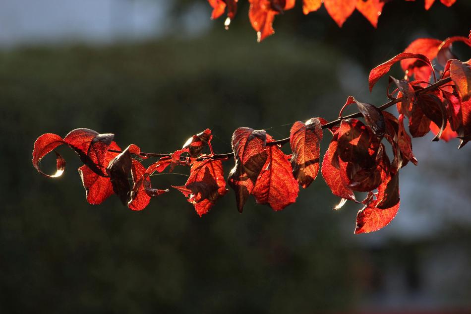 Autumn red leaves in the sunlight