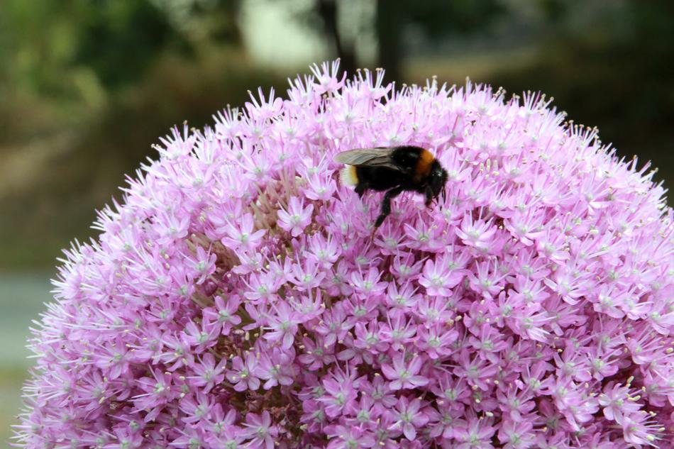 Hummel Ornamental Onion Plant