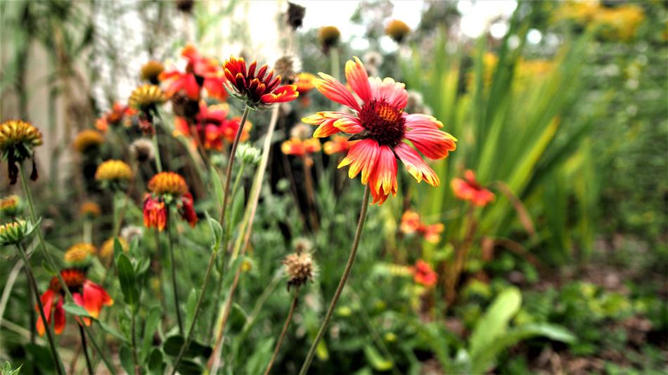 Flower Nature Plant