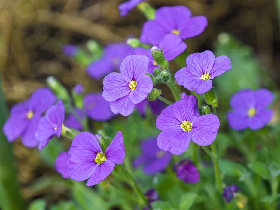 flower a lot spring