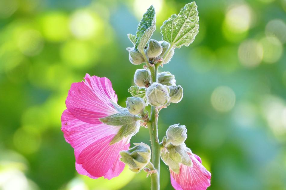 pink unusual flowers prickly