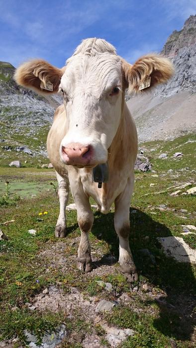 Cow View