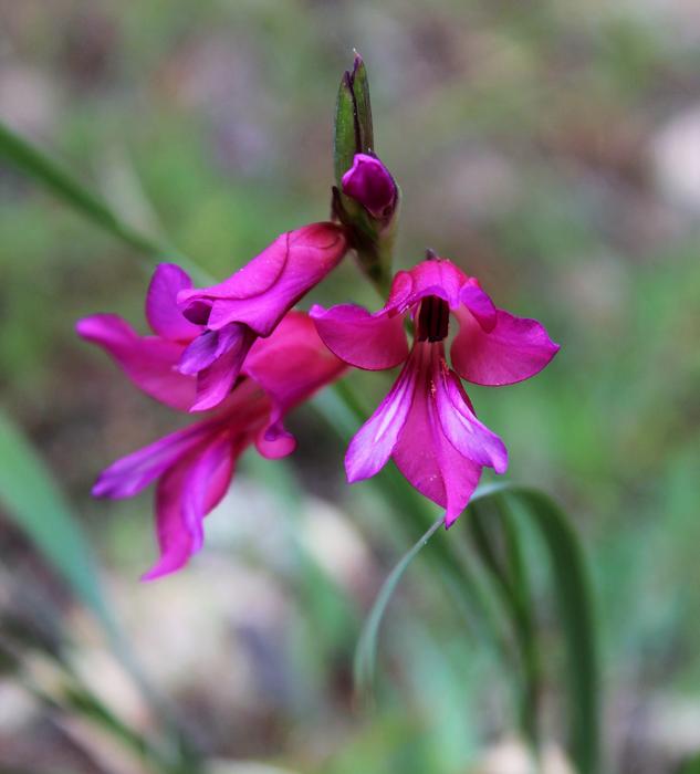 pink flowers on a green stem landscape