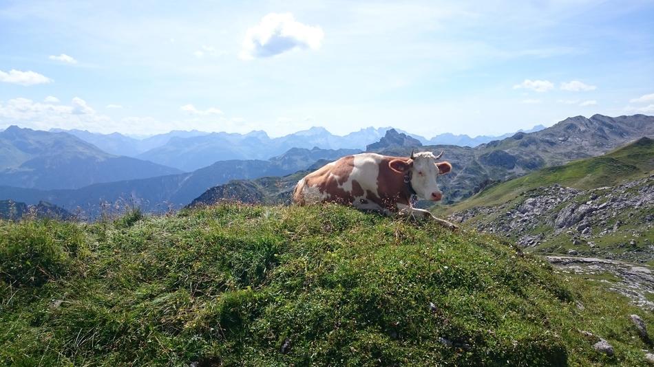 Cow Mountains