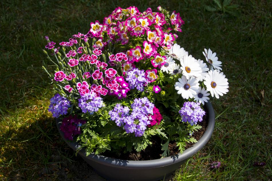 flowers pot a lot of street