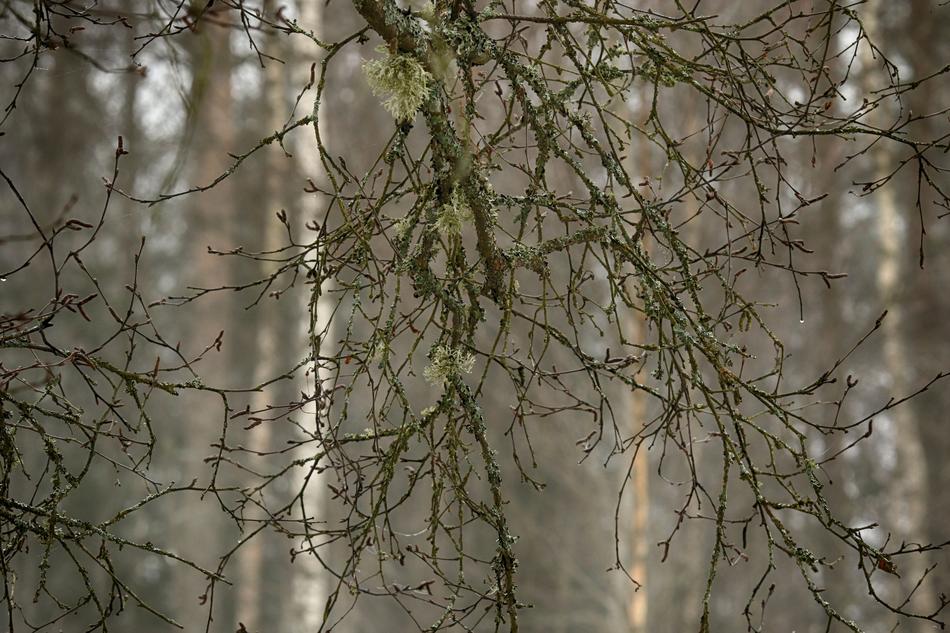 Tree Nature Wood