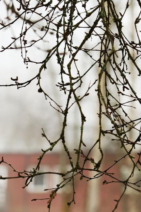 Tree Nature