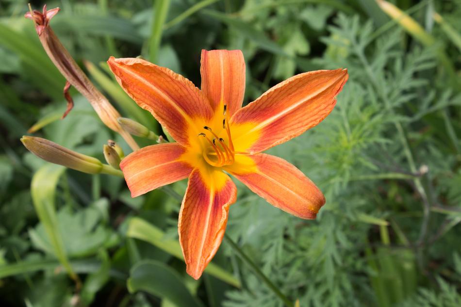 Day Lily Orange