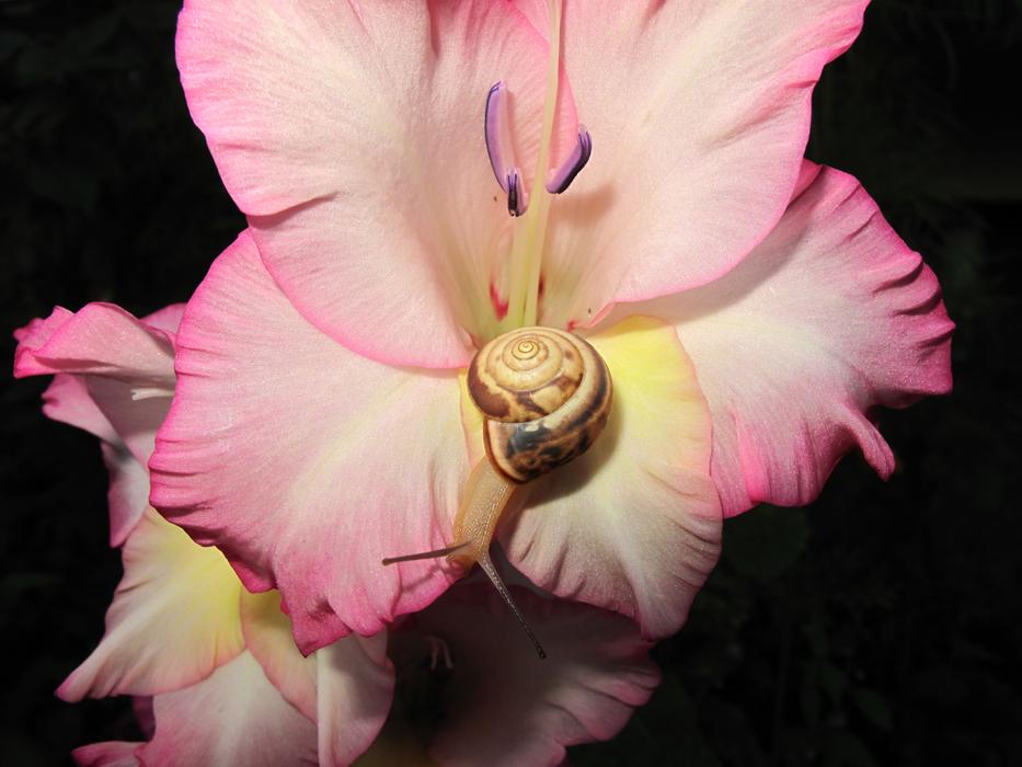 pink flower black
