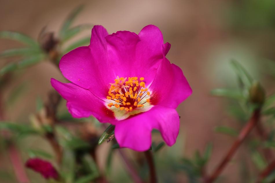 Nature Flowers Plants Some People
