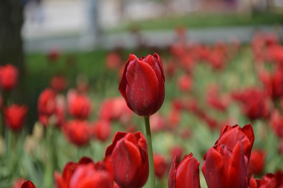 Tulip Flower Nature