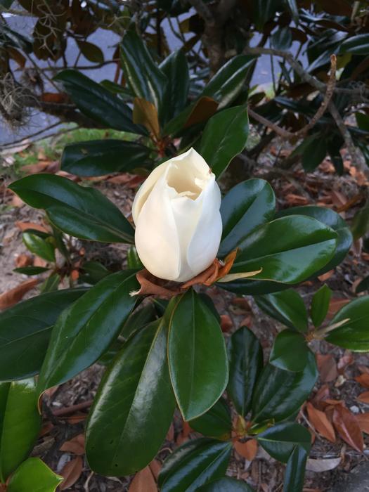 Florida Flower