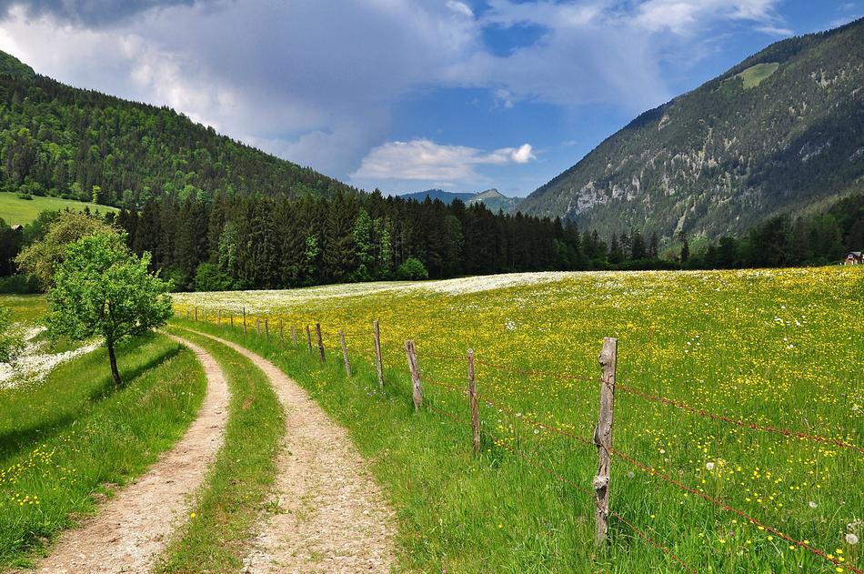 road grass forest mountains
