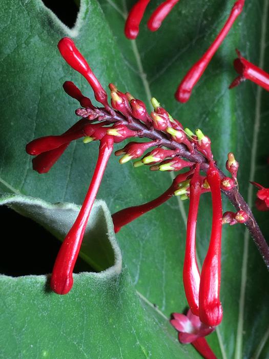 Plant Flower Nature